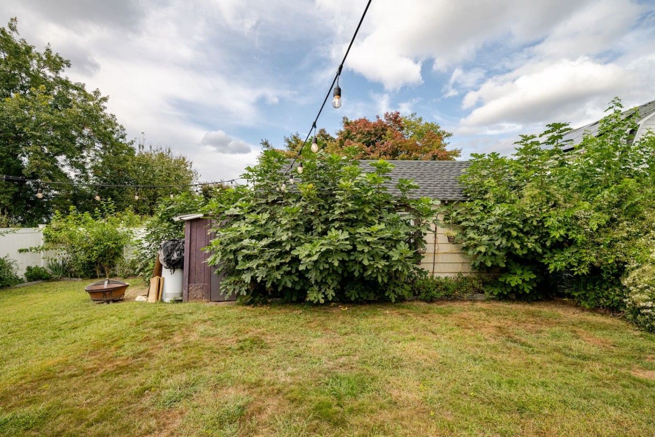 A backyard with a shed, a large bush, and a string of lights.