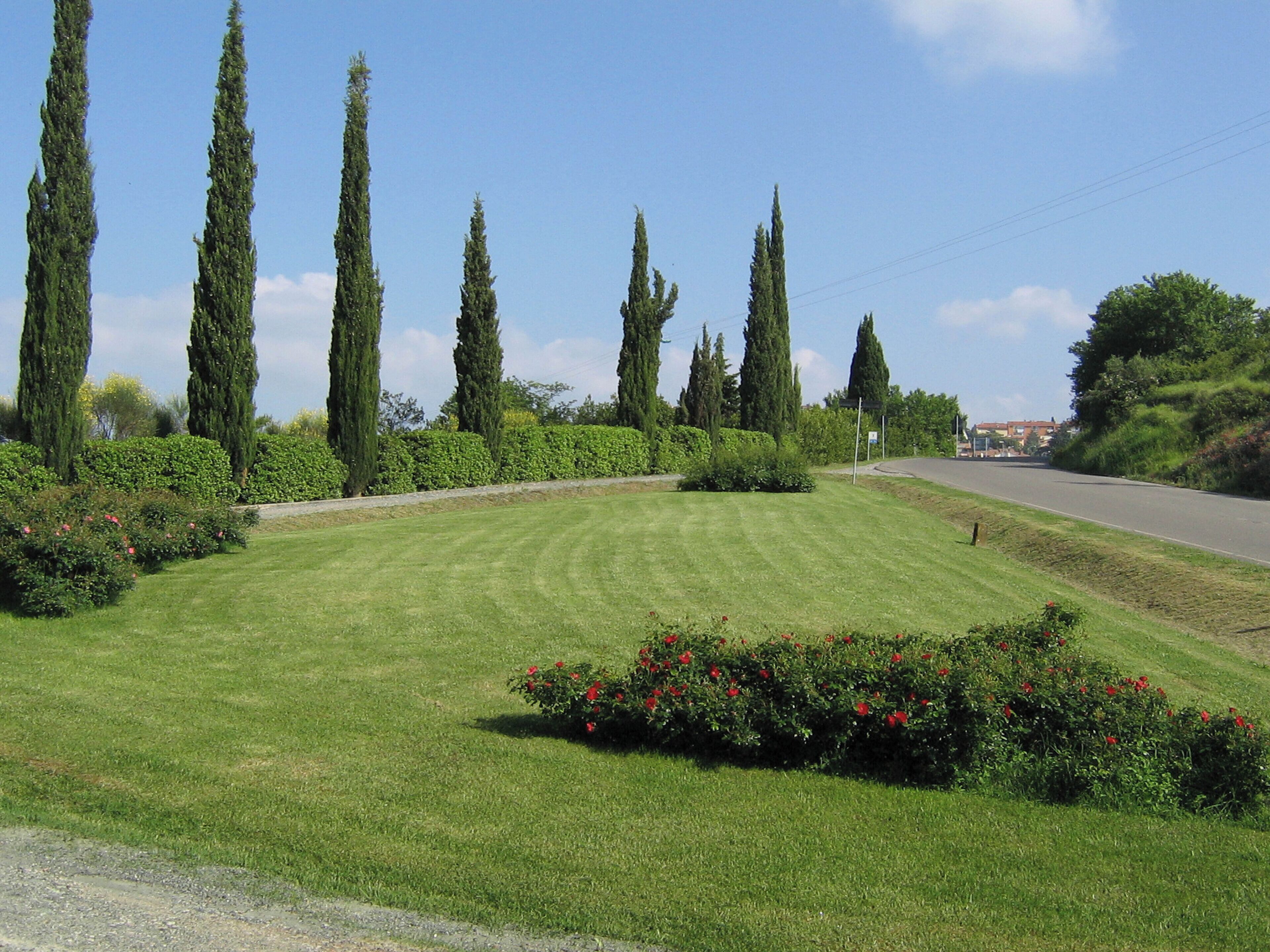 A well-maintained grassy area with tall cypress trees and red flowering bushes.