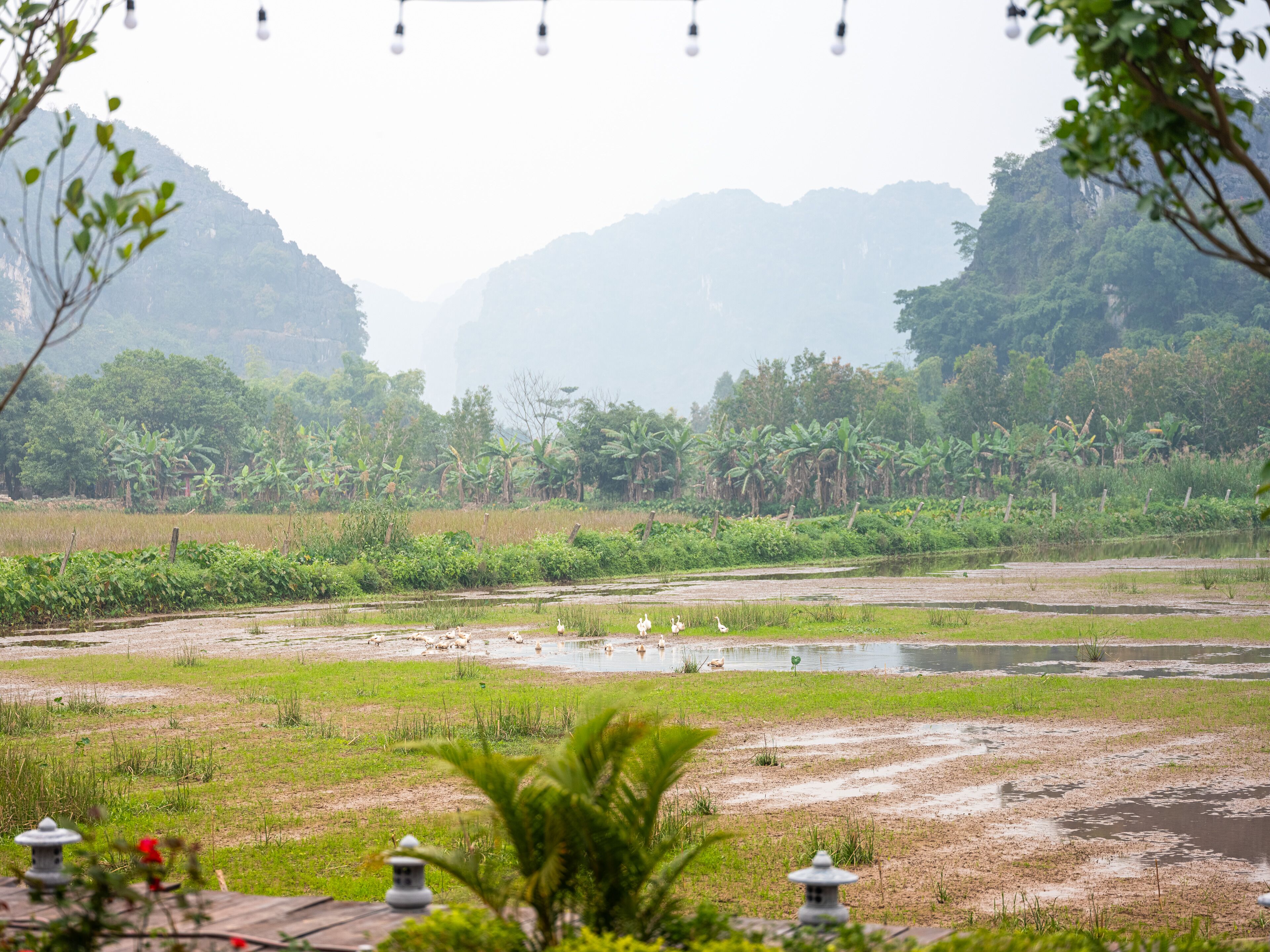 Vista de un campo de arroz con agua, rodeado de abundante vegetación y montañas al fondo.