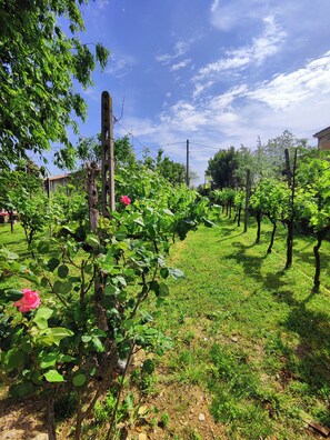 Bodega de vino