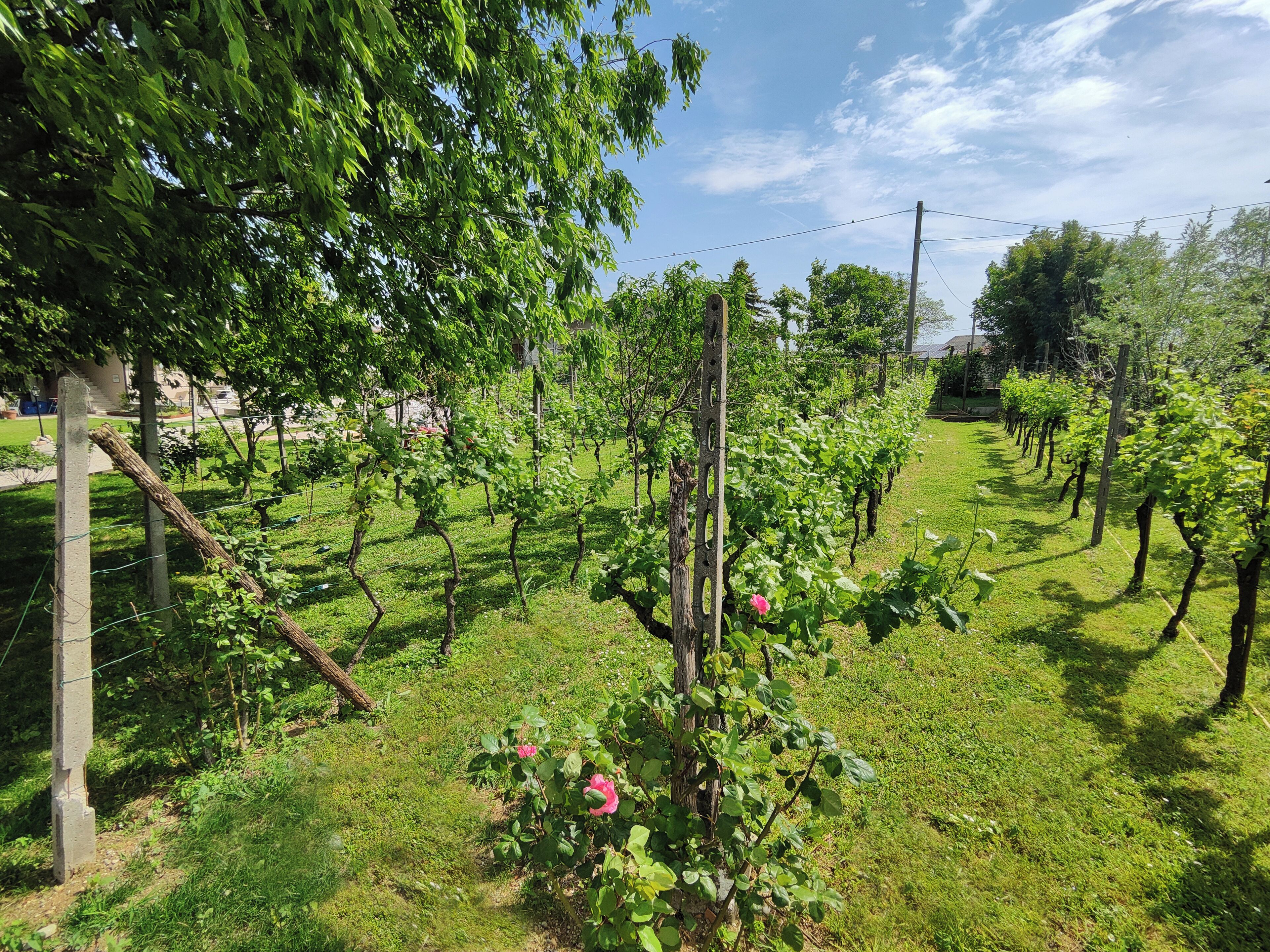 A vineyard with rows of grapevines supported by wooden stakes and wire.