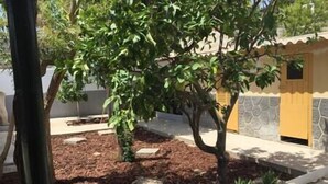 A garden area with a tree and a small plant bed. - LITTLE HOUSE & GARDEN IN PALMA NEXT TO UNIVERSITY (Palma)