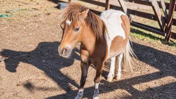 A small horse with a white and brown coat standing in a fenced area with a dirt ground.