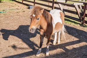 Un petit cheval à la robe blanche et brune se tient dans un enclos délimité par une clôture, dont le sol est en terre.