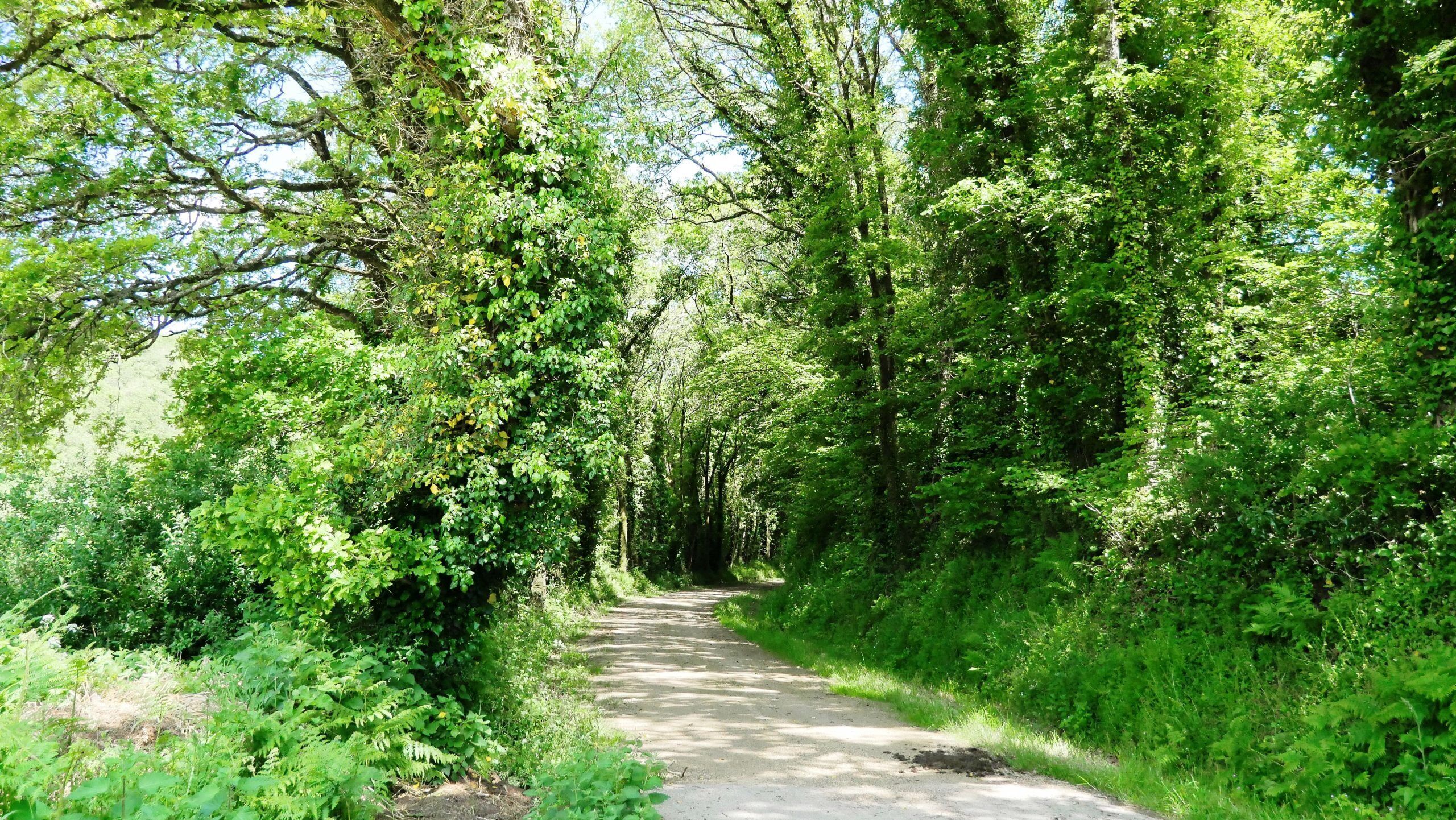 A narrow, unpaved path surrounded by dense green foliage and trees.
