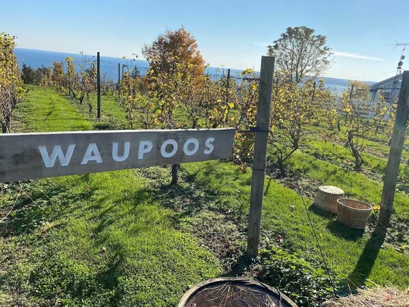 A vineyard with a sign reading "WAUPOOS". - Restored Farm House Lake on the Mountain Prince Edward County (Prince Edward)