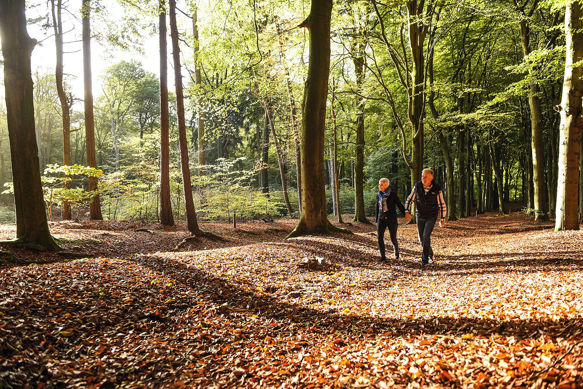 A forest path with two people walking.