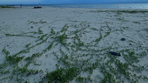 A beach with sparse vegetation and a clear sky. - Beach Front Home in Marari : Marari Helen Villa (Mararikulam)