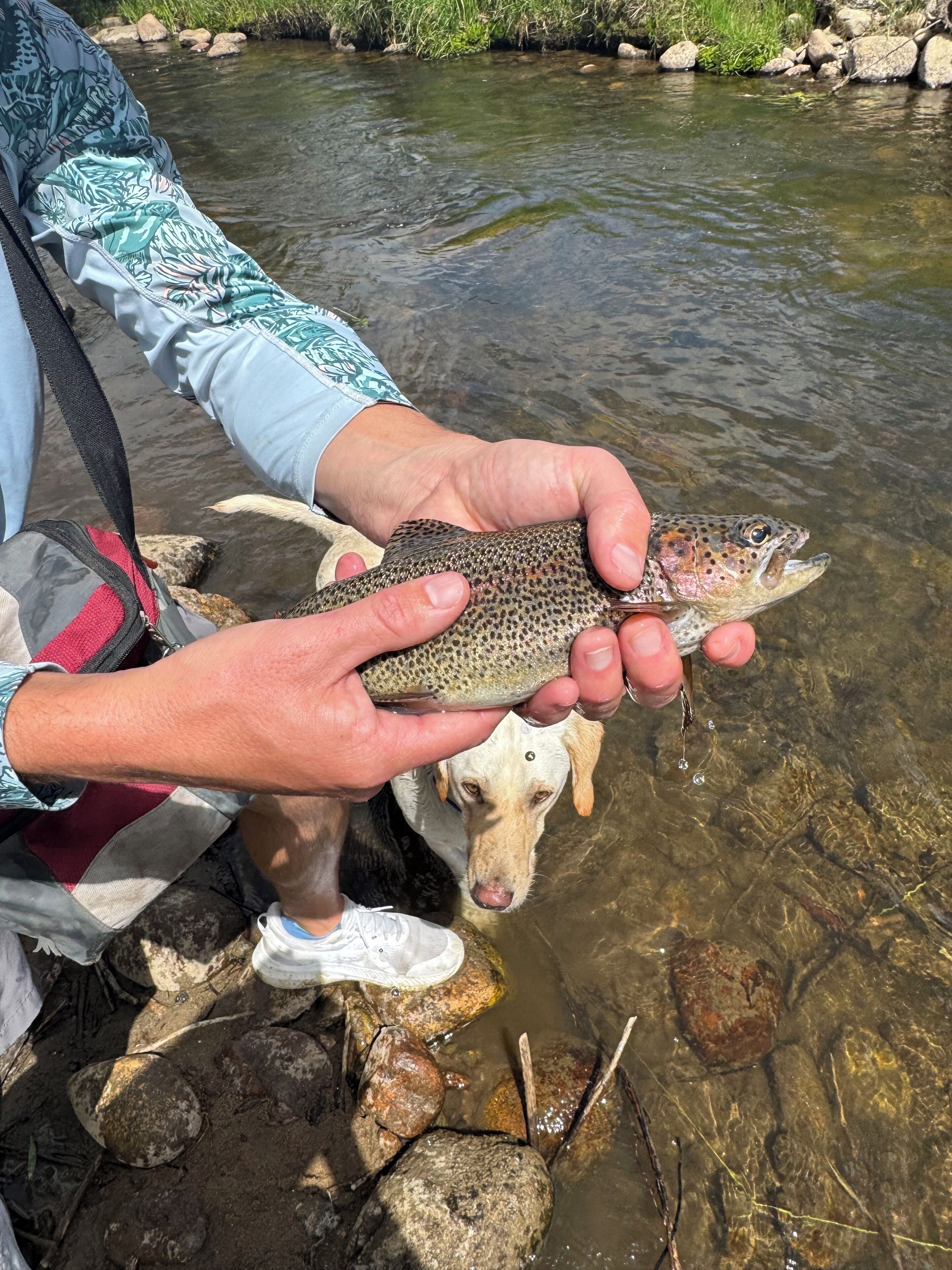 A person holding a fish near a dog by a stream.