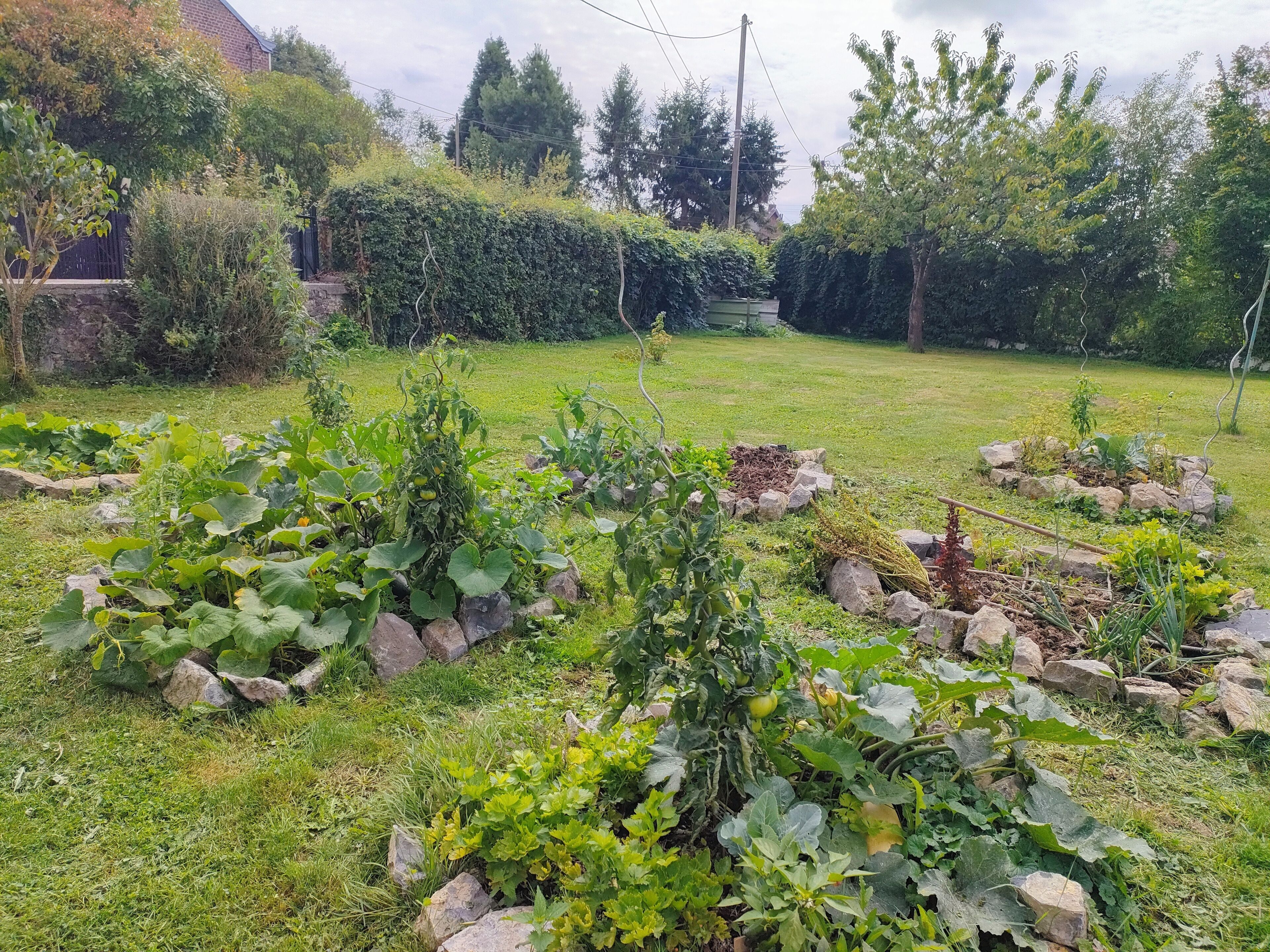 A garden with various plants and rocks.