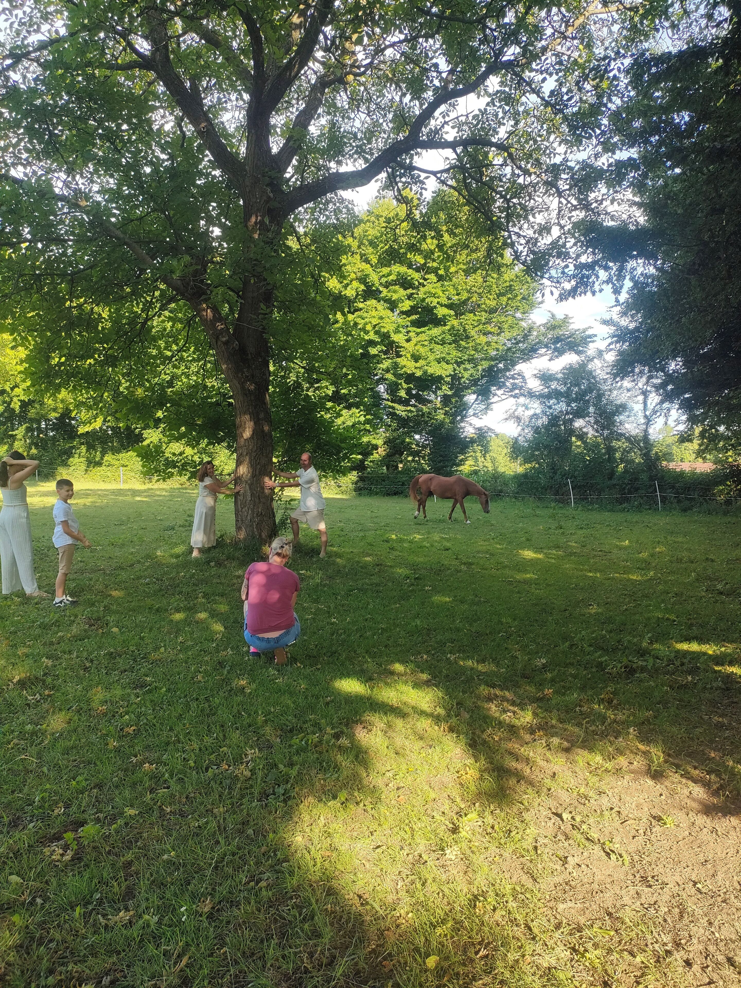 A grassy outdoor area with a large tree, a horse, and several people.