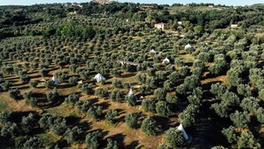 An olive grove with several white tents and a few buildings in the background. - Stargazer – Your Sky‑View Hideaway in the Tuscan Hills (Toskana)
