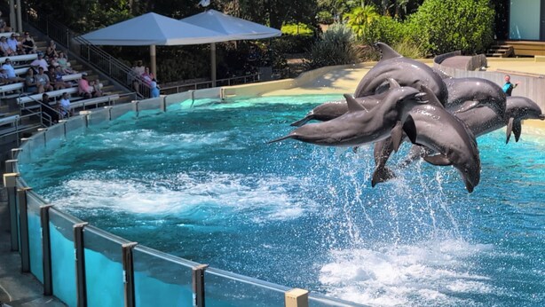 Eine Delfinshow mit aus dem Becken springenden Delfinen.