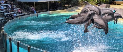 حمّام سباحة خارجي، حمّام سباحة مُدفَّأ