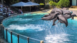 Uno spettacolo con delfini che saltano fuori da una piscina.
