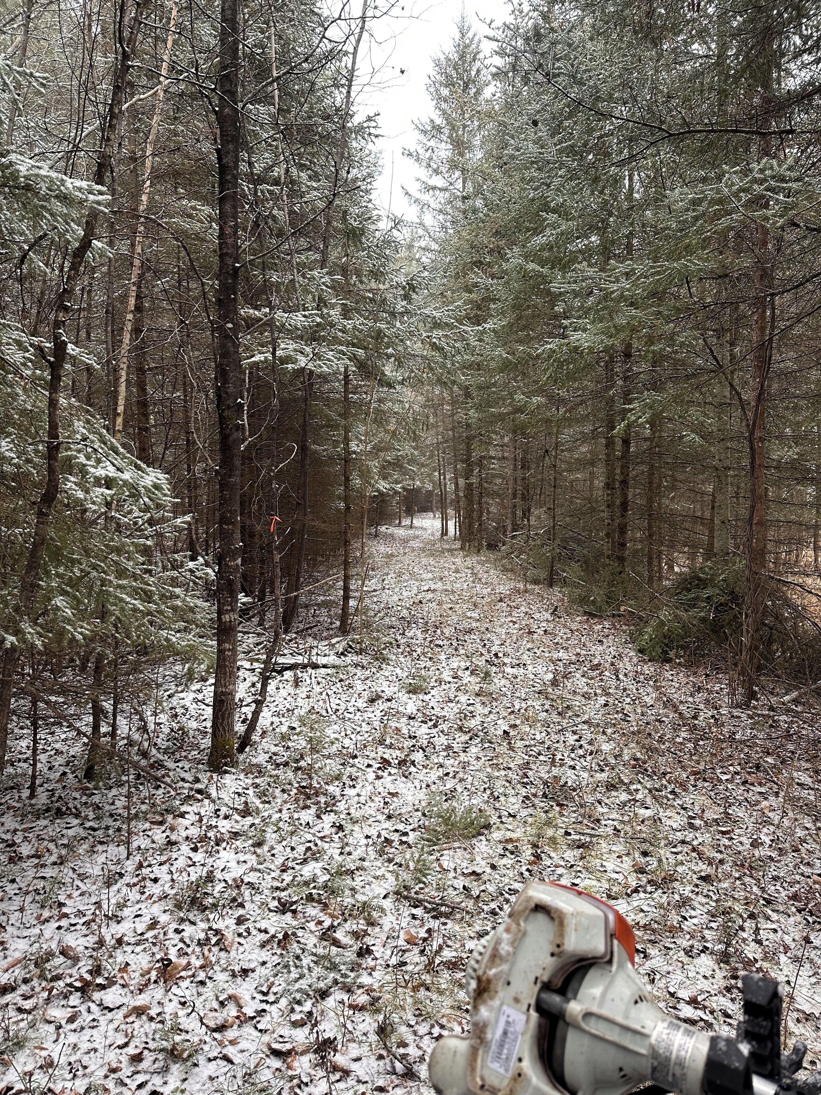 Un sendero en el bosque, cubierto de nieve y árboles.