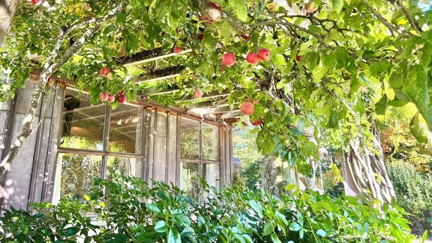 A rustic wooden structure with a glass enclosure, surrounded by lush greenery and apple trees. - 40 Acre Estate, Beach Access, Horses, Sleeps up to 6 on Vashon Island (Vashon)