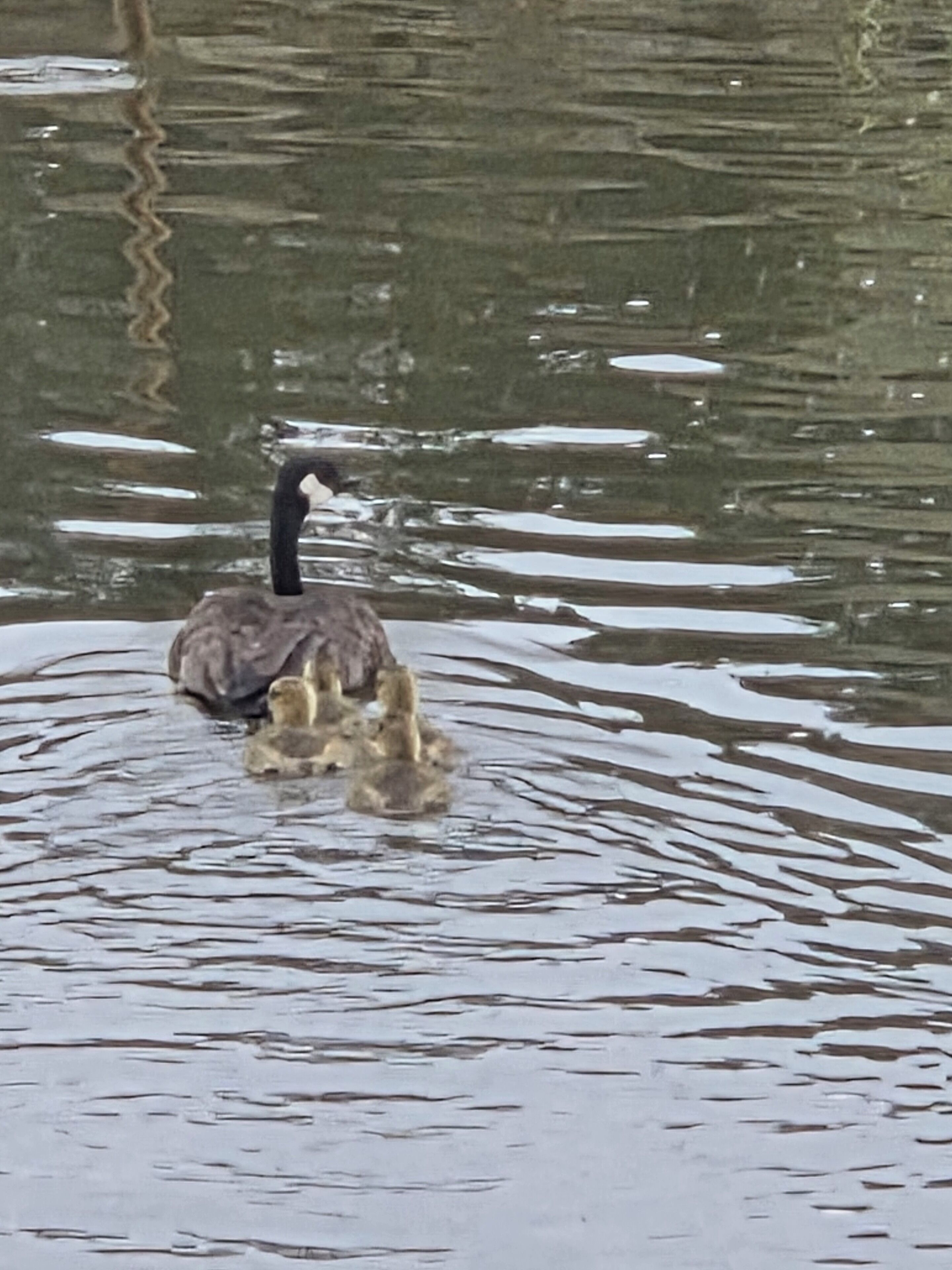 Un pato nadando en el agua.