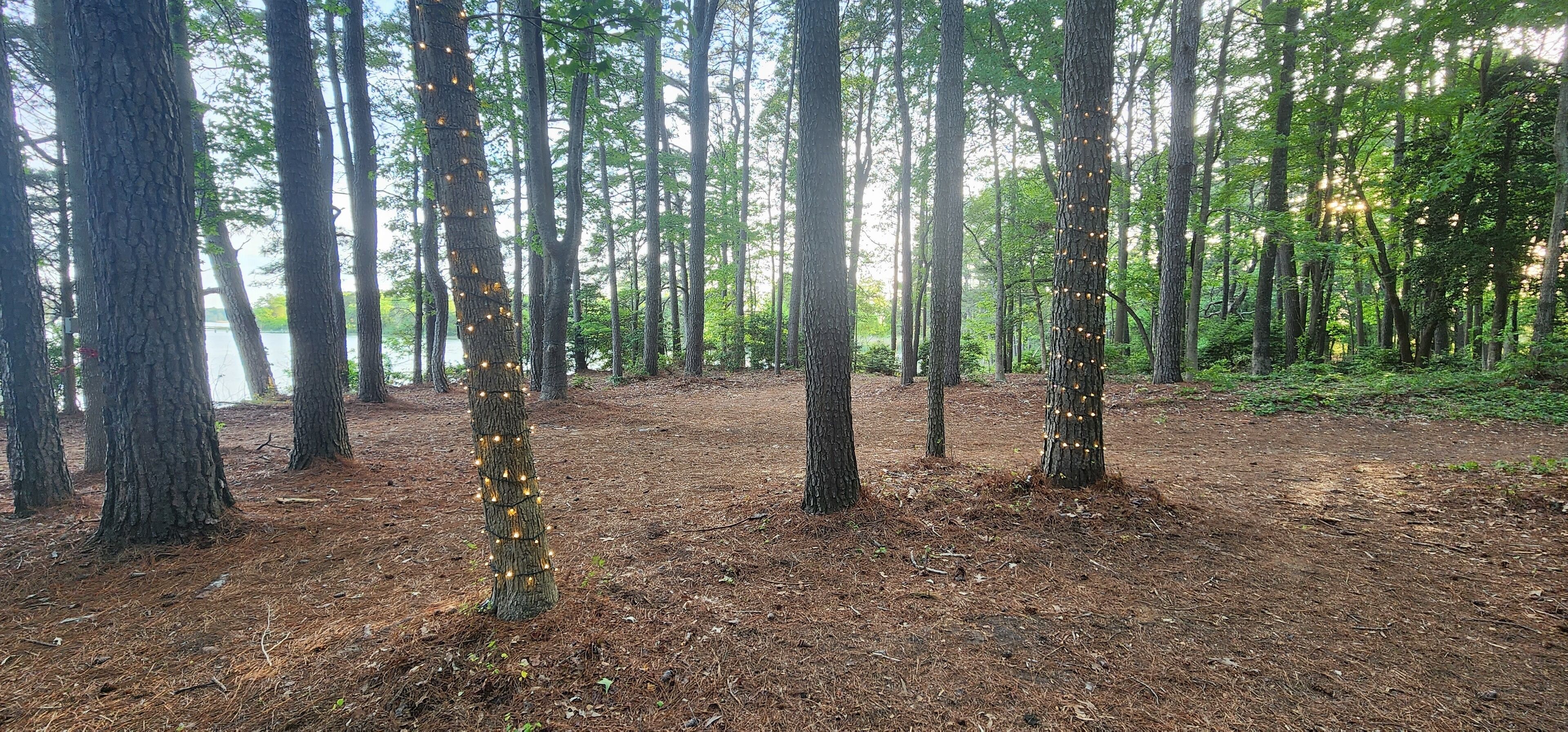 En skog med träd och en vattenyta i bakgrunden.