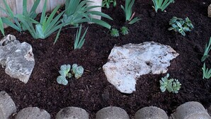 Een plantenbak met planten en stenen.