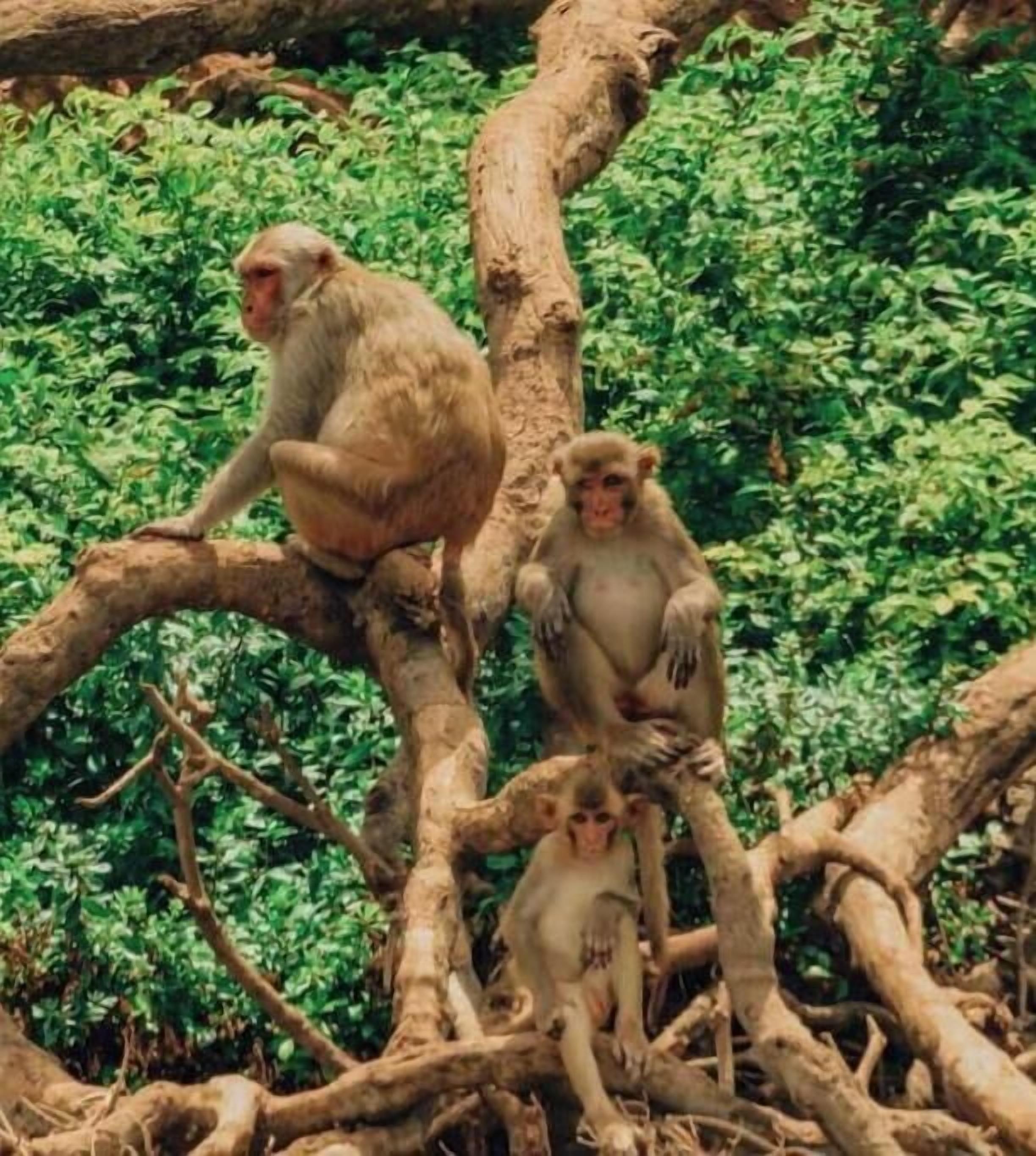 Trois singes perchés sur une branche d’arbre, entourés d’un feuillage vert et dense.