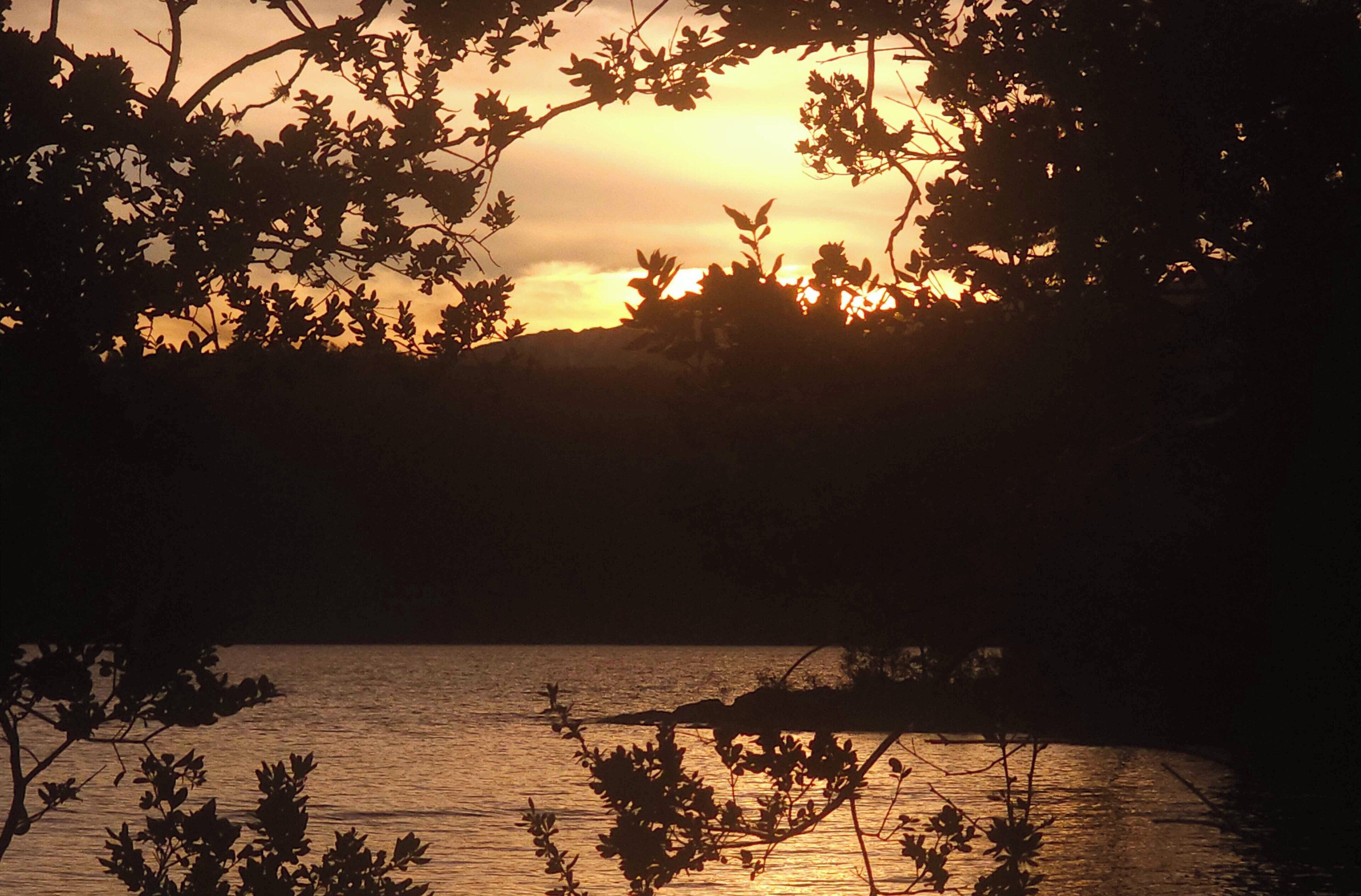 A sunset over a body of water with silhouettes of trees and foliage.