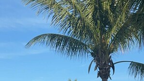 A well-maintained garden with palm trees, a pathway, and a view of the ocean.