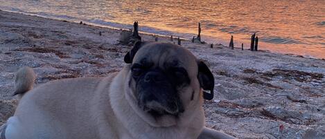 Playa