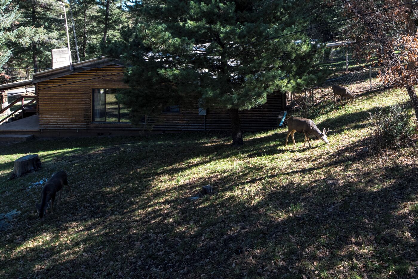Eine Holzhütte mit Veranda und einem eingezäunten Bereich, in dem Hirsche stehen.