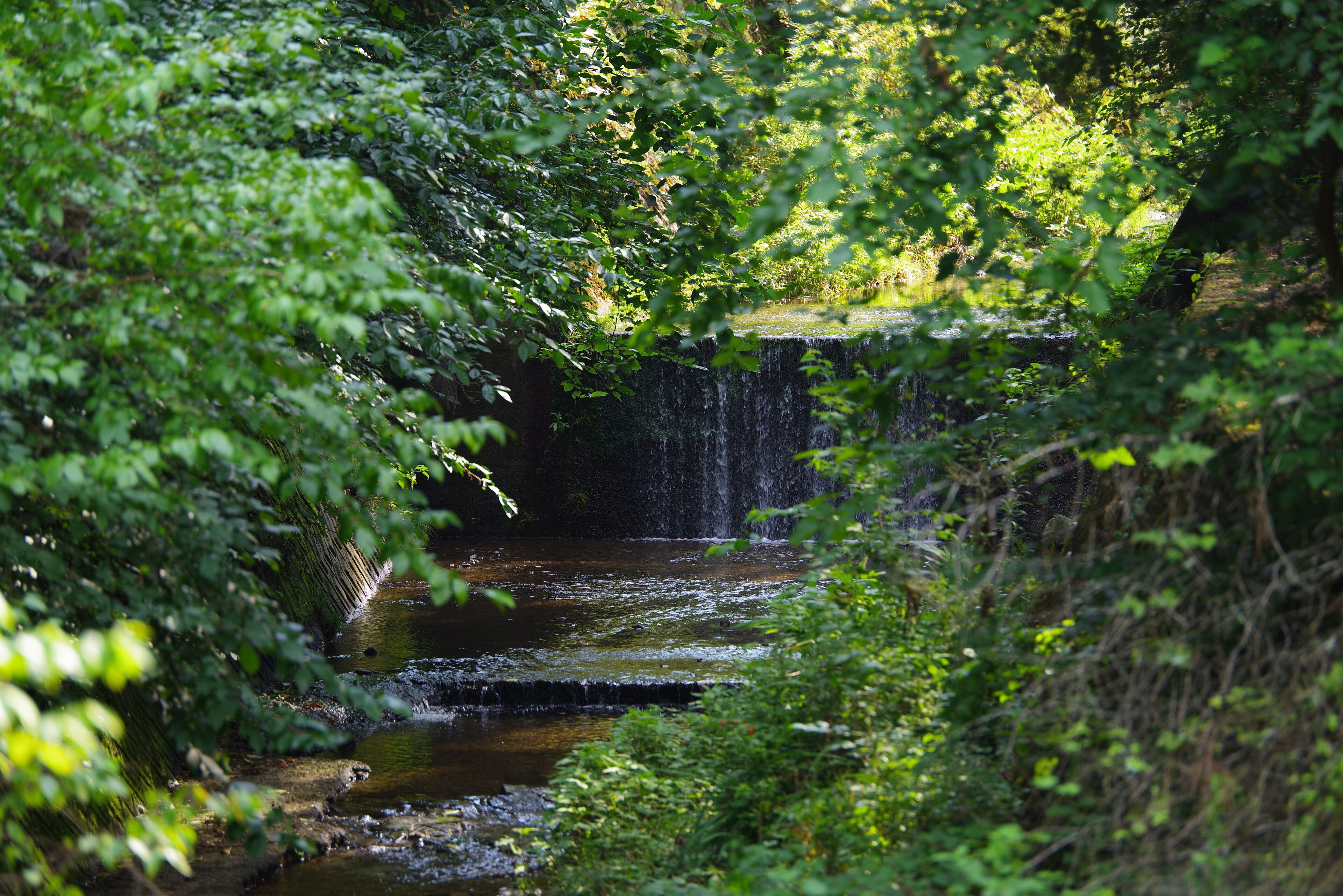 A small waterfall surrounded by dense greenery.