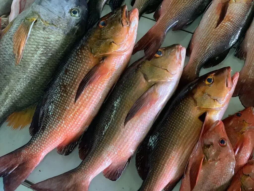 Fiske