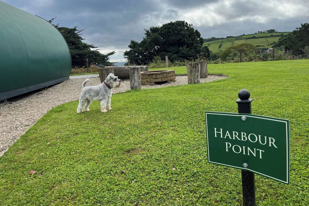 A dog standing on grass with a sign reading "Harbour Point".