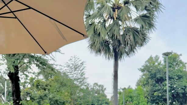 Ein weißer Tisch mit einem Kokosdrink auf einem weißen Teller, ein beiger Sonnenschirm und eine Palme im Hintergrund.