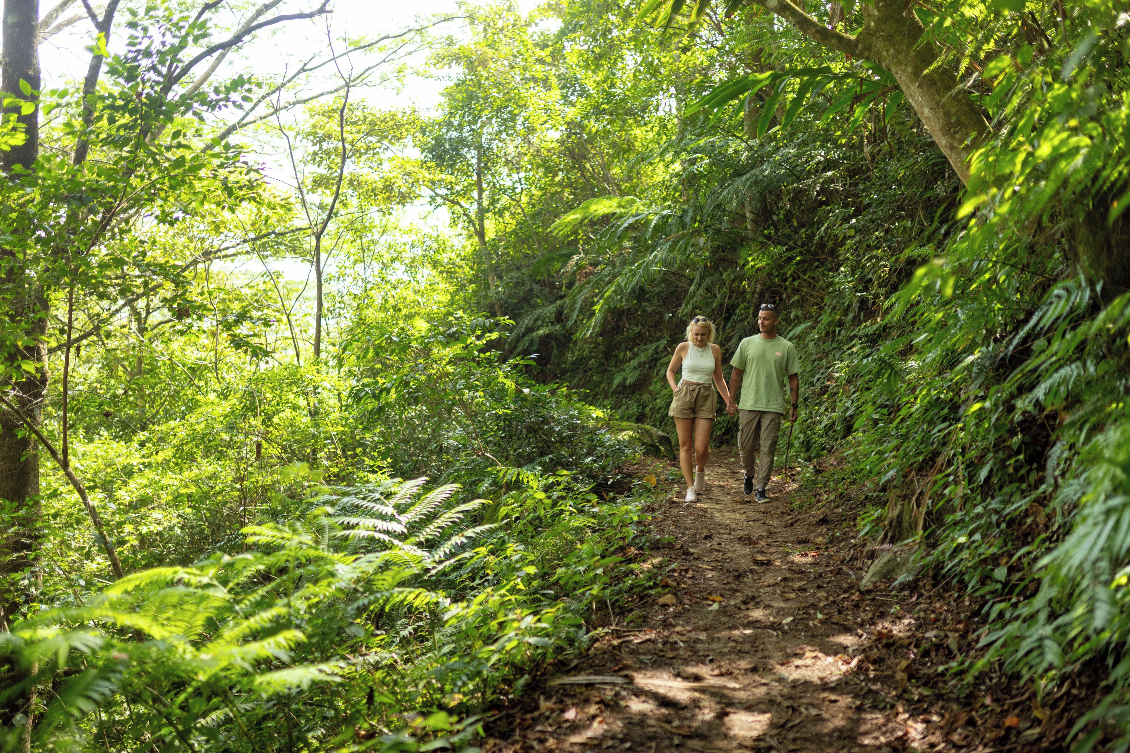 Un sendero en el bosque bordeado por una vegetación densa.