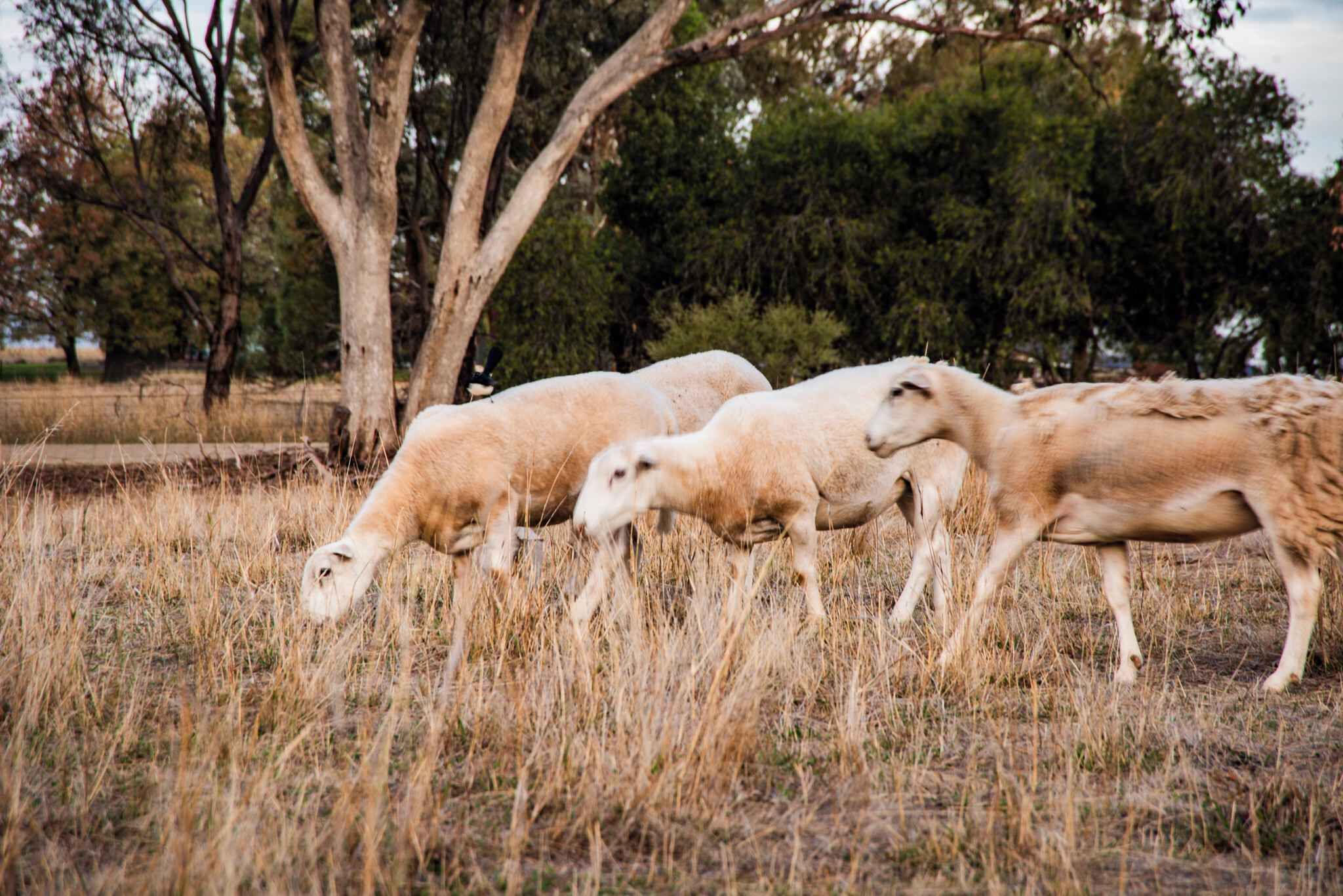 A group of sheep grazing in a grassy field with trees in the background.