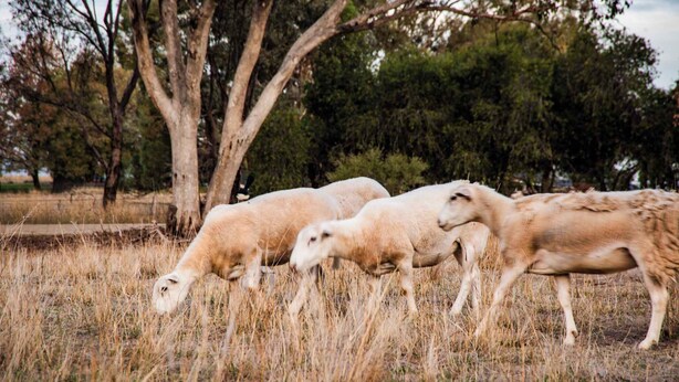 Un troupeau de moutons broute dans un champ herbeux, avec des arbres en arrière-plan.