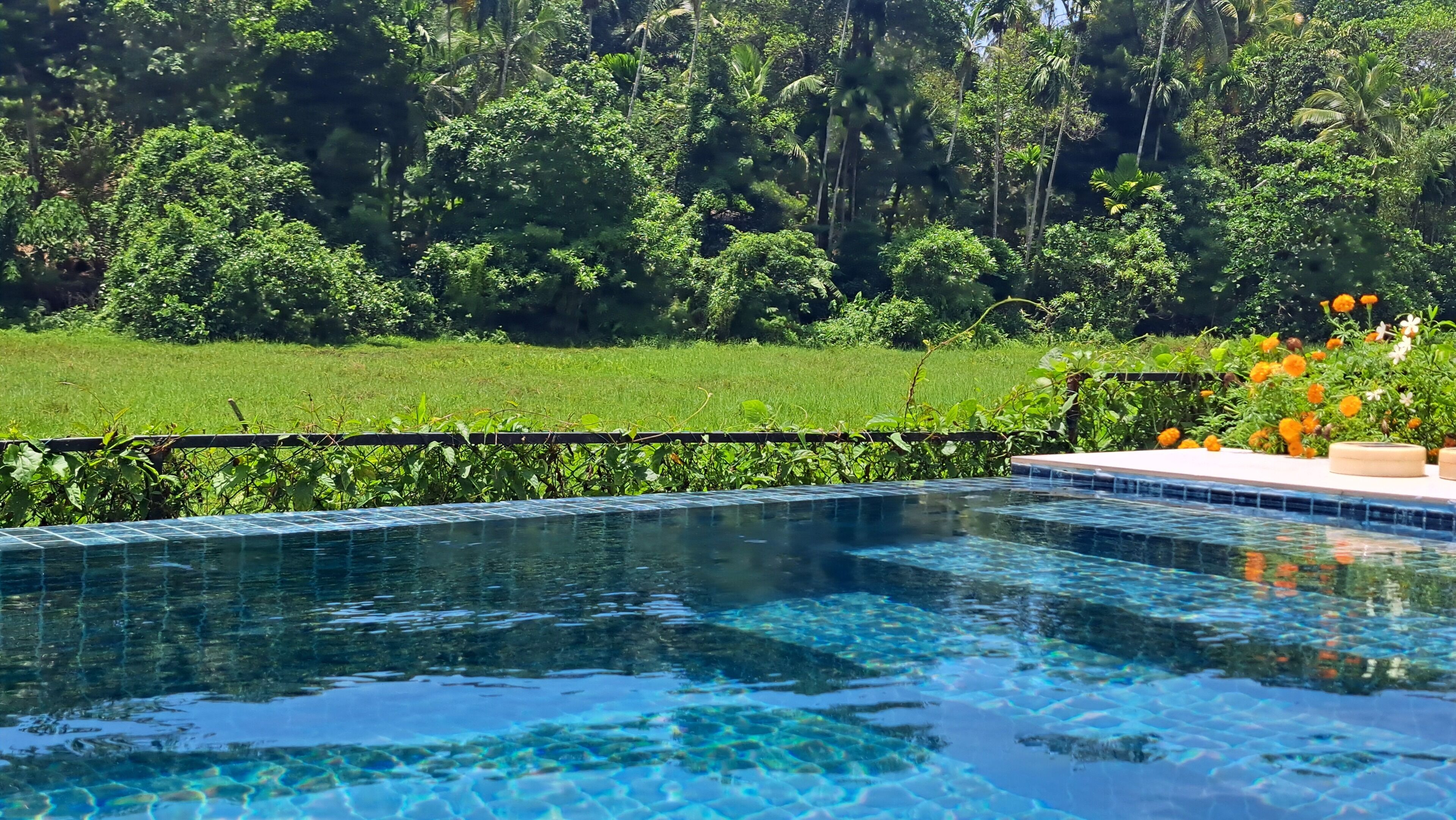 A clear swimming pool with a tiled edge, surrounded by lush greenery and a grassy area.