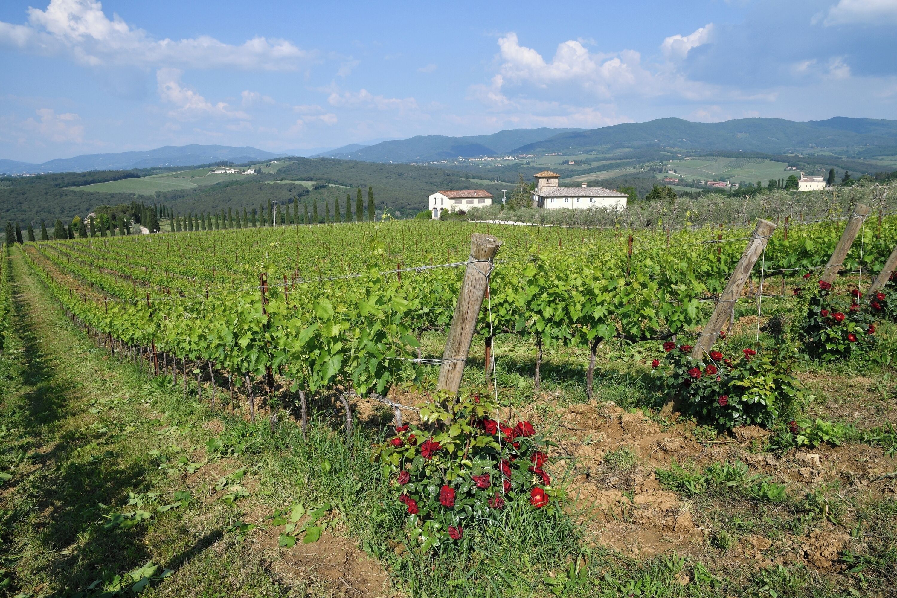A vineyard with rows of grapevines and a few red flowers in the foreground.