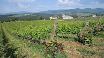 A vineyard with rows of grapevines and a few red flowers in the foreground.