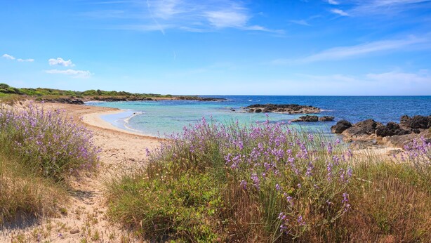 Een strand met helder turquoise water, zandstranden en paarse bloemen op de voorgrond.