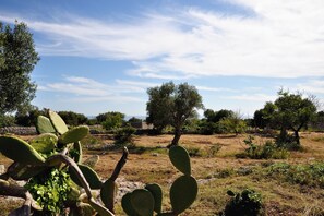 A natural landscape with cacti and trees. - La Conchiglia di Torre Vado With Sea View (Morciano di Leuca)