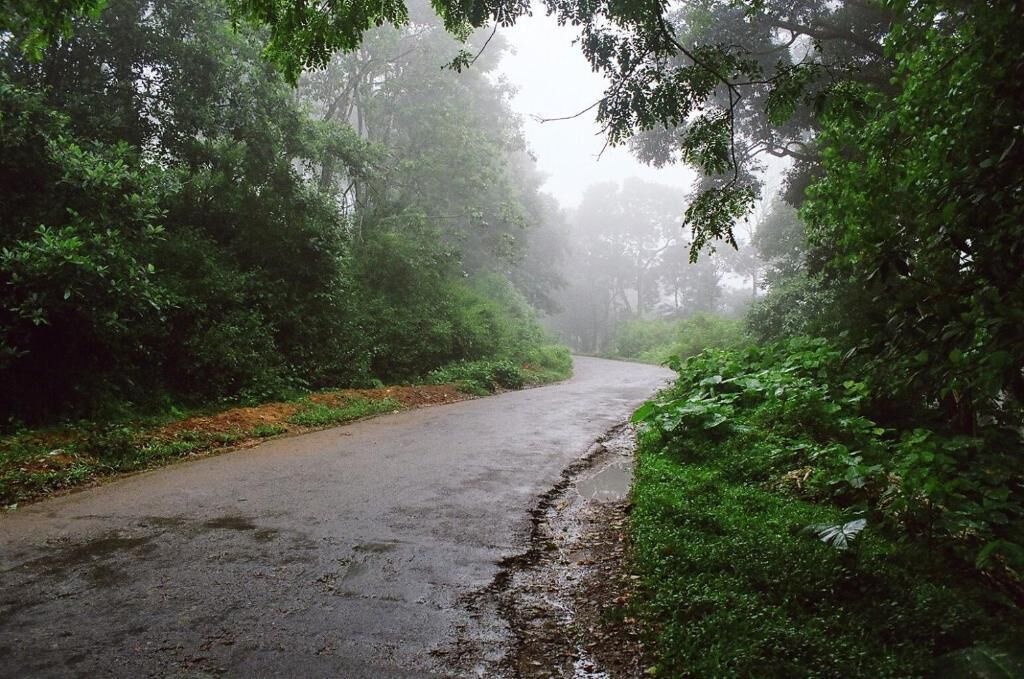 Une route étroite et humide, bordée d’une végétation luxuriante et d’arbres, dans une atmosphère brumeuse.