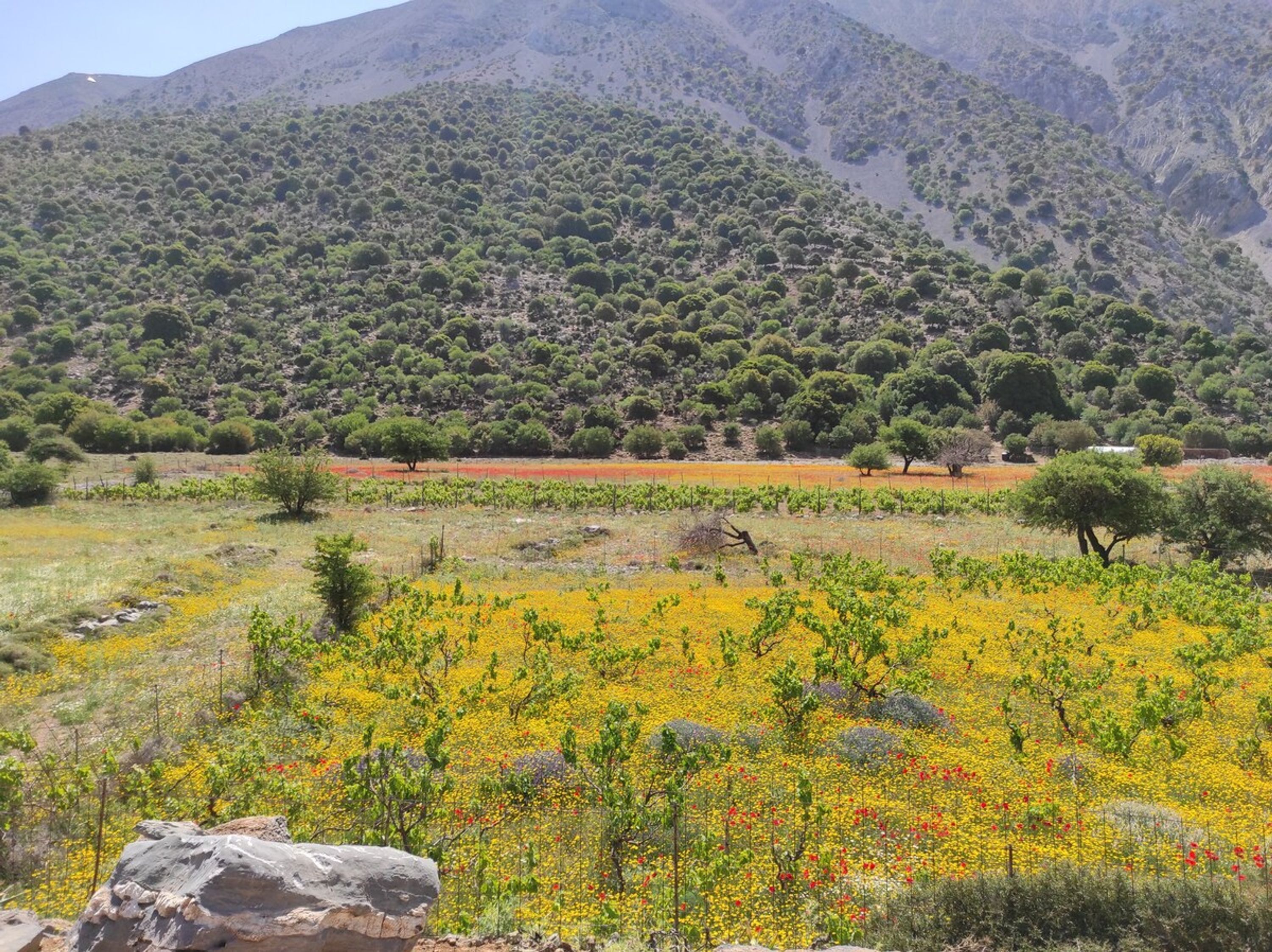 A mountainous landscape with vineyards and a field of yellow flowers.