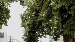 Un espace extérieur aménagé avec des tables et des chaises, entouré de grands arbres et de plantes en pot.