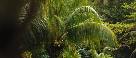 Alberca