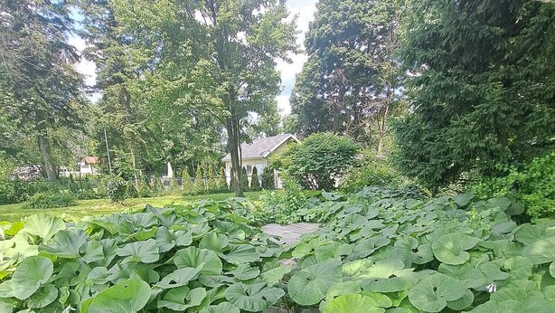 A garden with a wooden pathway surrounded by lush green foliage. - 4-BEDROOM APARTMENT FOR ALL-INCLUSIVE WORKERS | 5 MN PONT LAVIOLETTE  (Trois-Rivières)