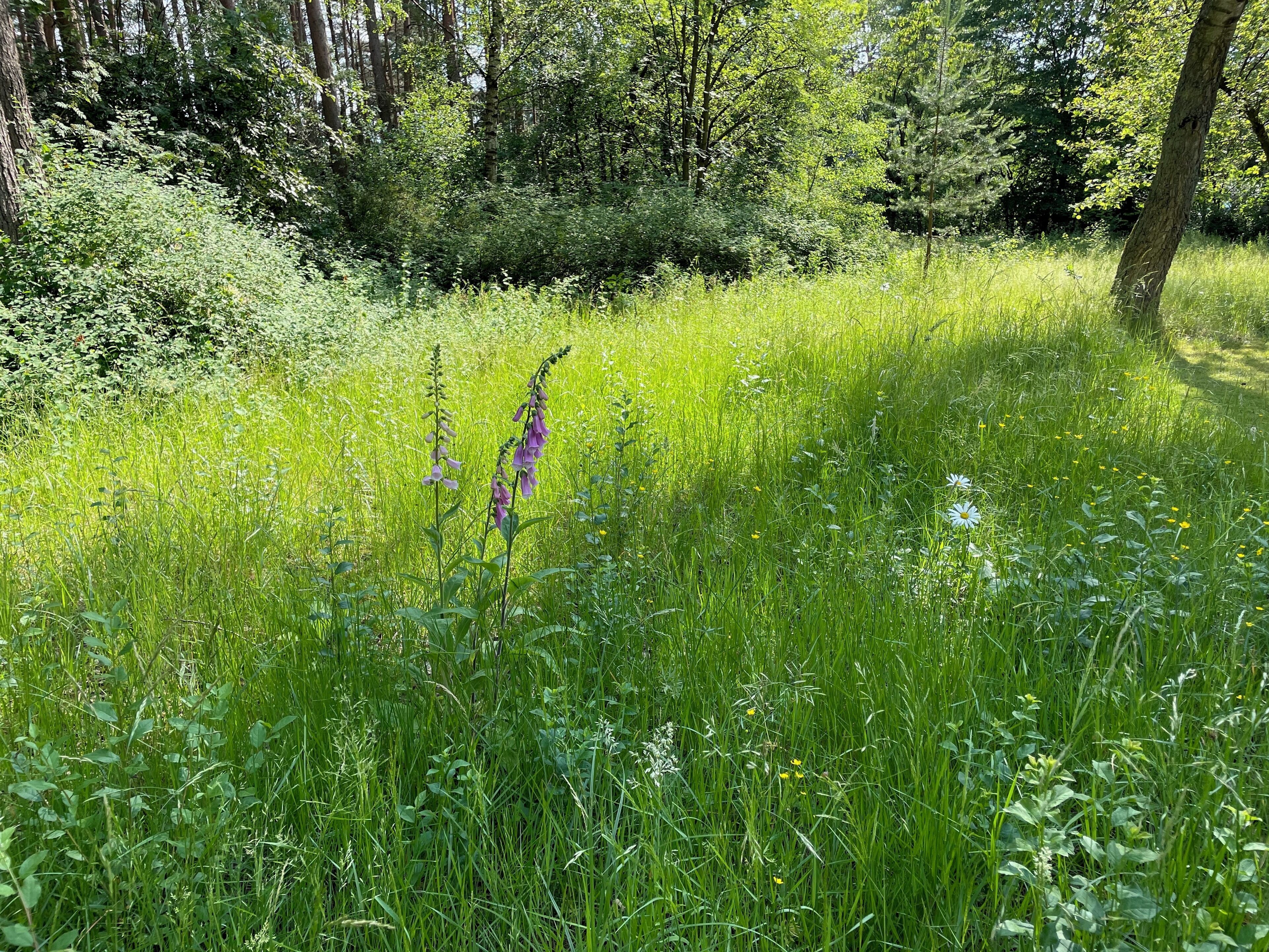 A lush green meadow with tall grasses and wildflowers, surrounded by dense trees.