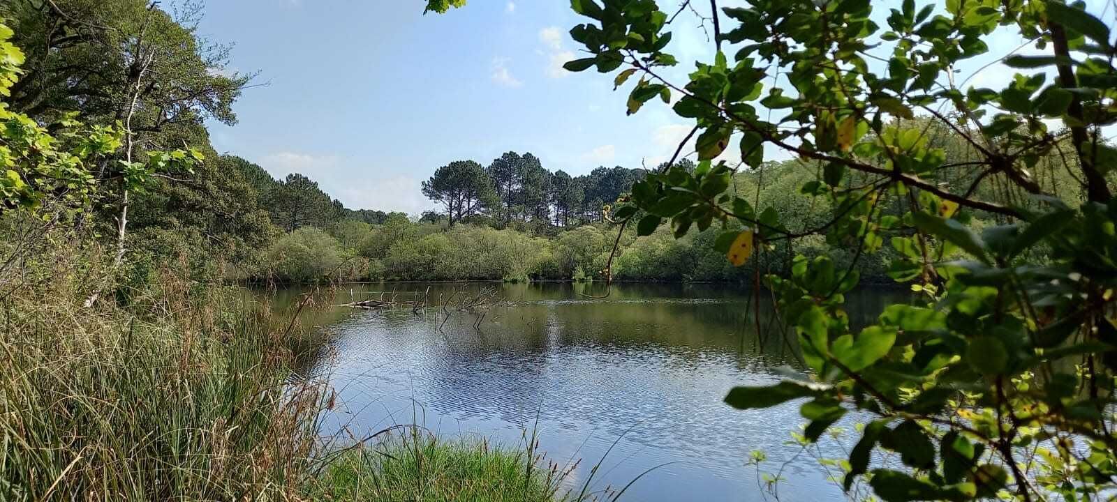 A calm lake surrounded by dense greenery and trees.