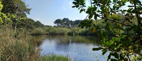 A calm lake surrounded by dense greenery and trees.