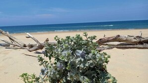 Ein Strand mit Treibholz und einer Pflanze im Vordergrund, ein sandiger Strand und der Ozean im Hintergrund.